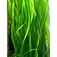 Mühlan Wasserpflanzen 7 Vallisneria gigantea + 3 Echinodorus bleheri